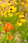 USA, Texas, Hill Country. Blooming coreopsis and Indian paintbrush flowers. Art Print